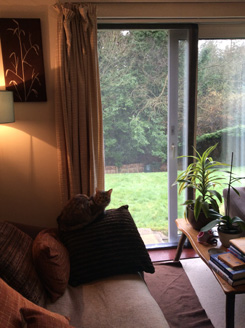 Flat Cats at work in Potterne Wiltshire